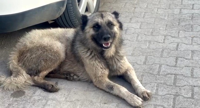 Yine başıboş sokak köpeği terörü! Saldırdıkları çocuğun kasığına, bisikletin demiri saplandı Yine başıboş sokak köpeği terörü! Saldırdıkları çocuğun kasığına, bisikletin demiri saplandı