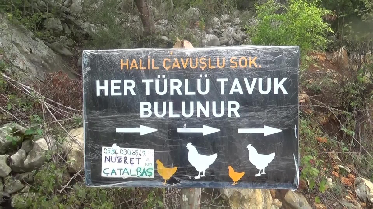 Yem Fiyatlarındaki Artış Tavukçuları Zorluyor