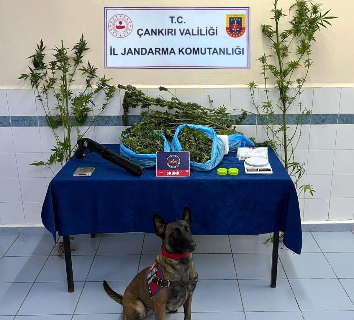 Çankırı\'da Polis ve Jandarma Denetimlerinde Uyuşturucu Madde Ele Geçirildi