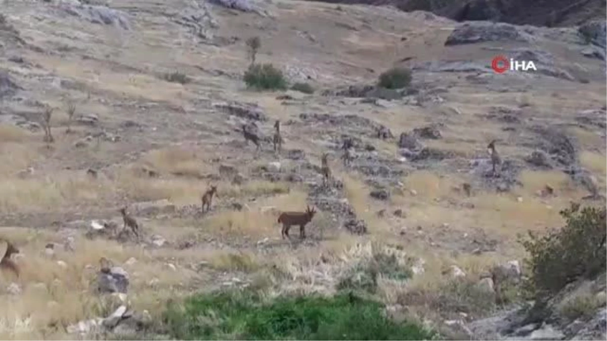 Elazığ\'da sürü halinde dağ keçileri görüntülendi