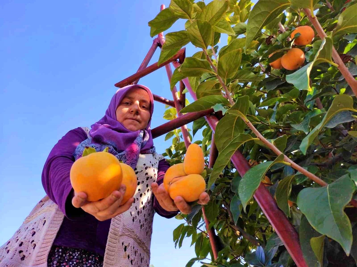 Denizli\'de Cennet Hurması Hasat Sezonu Başladı