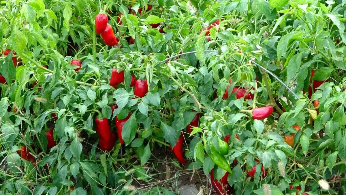 Adana\'da Salçalık Biber Fiyatları Düşüşte