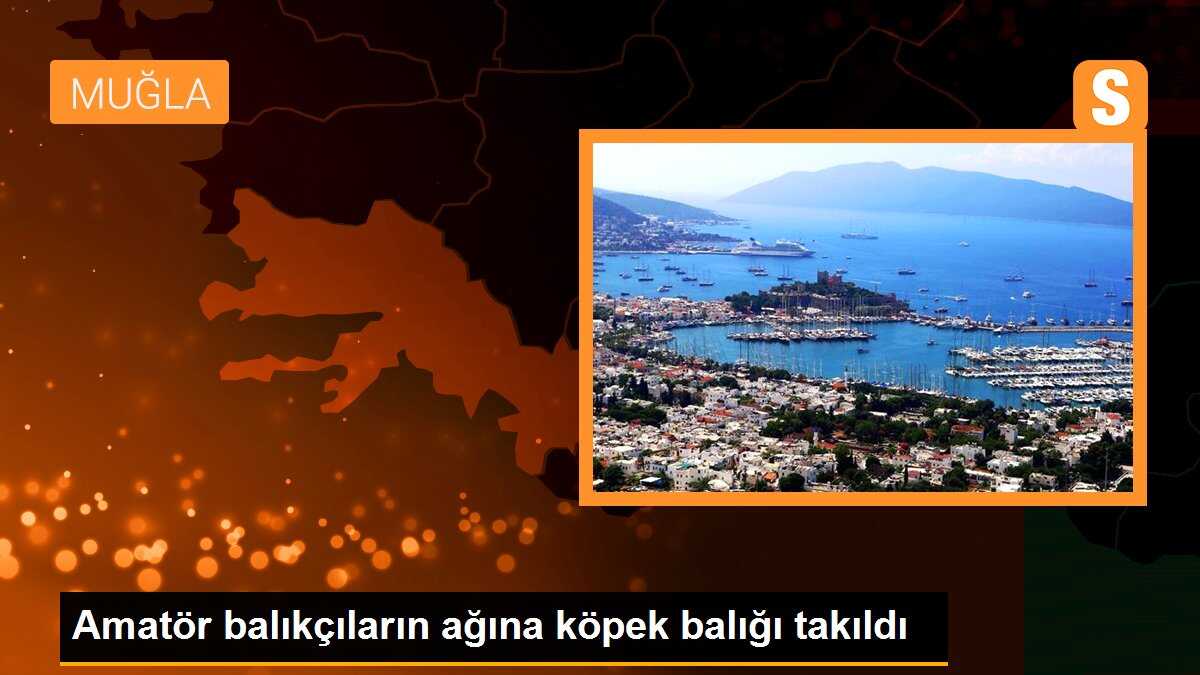 Amatör balıkçıların ağına köpek balığı takıldı