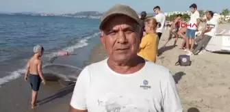 Kuşadası Körfezi'nde Ölü Yunus Bulundu