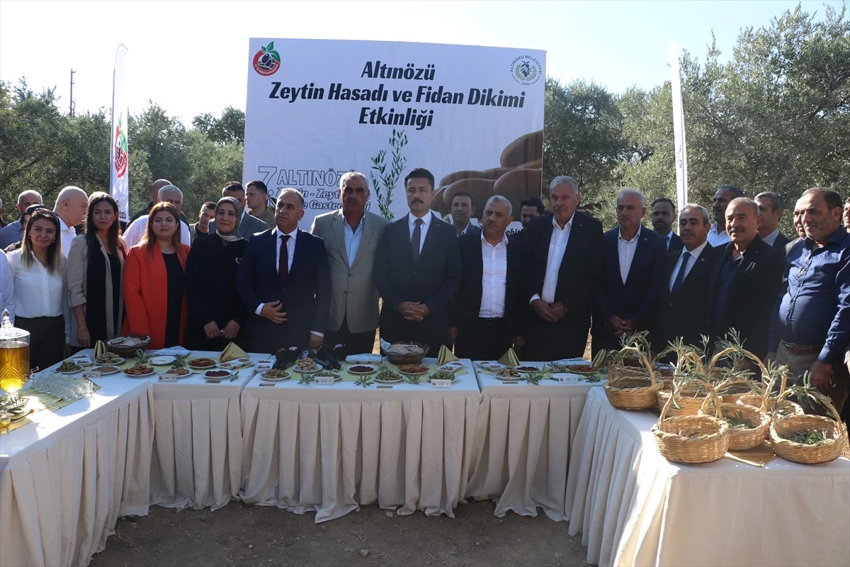 Altınözü Zeytin, Zeytinyağı ve Gastronomi Festivali Yapıldı