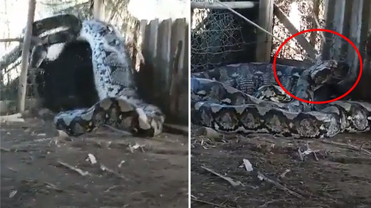 İnsan yediği öne sürülen dev anakonda başından iple bağlanarak yakalandı