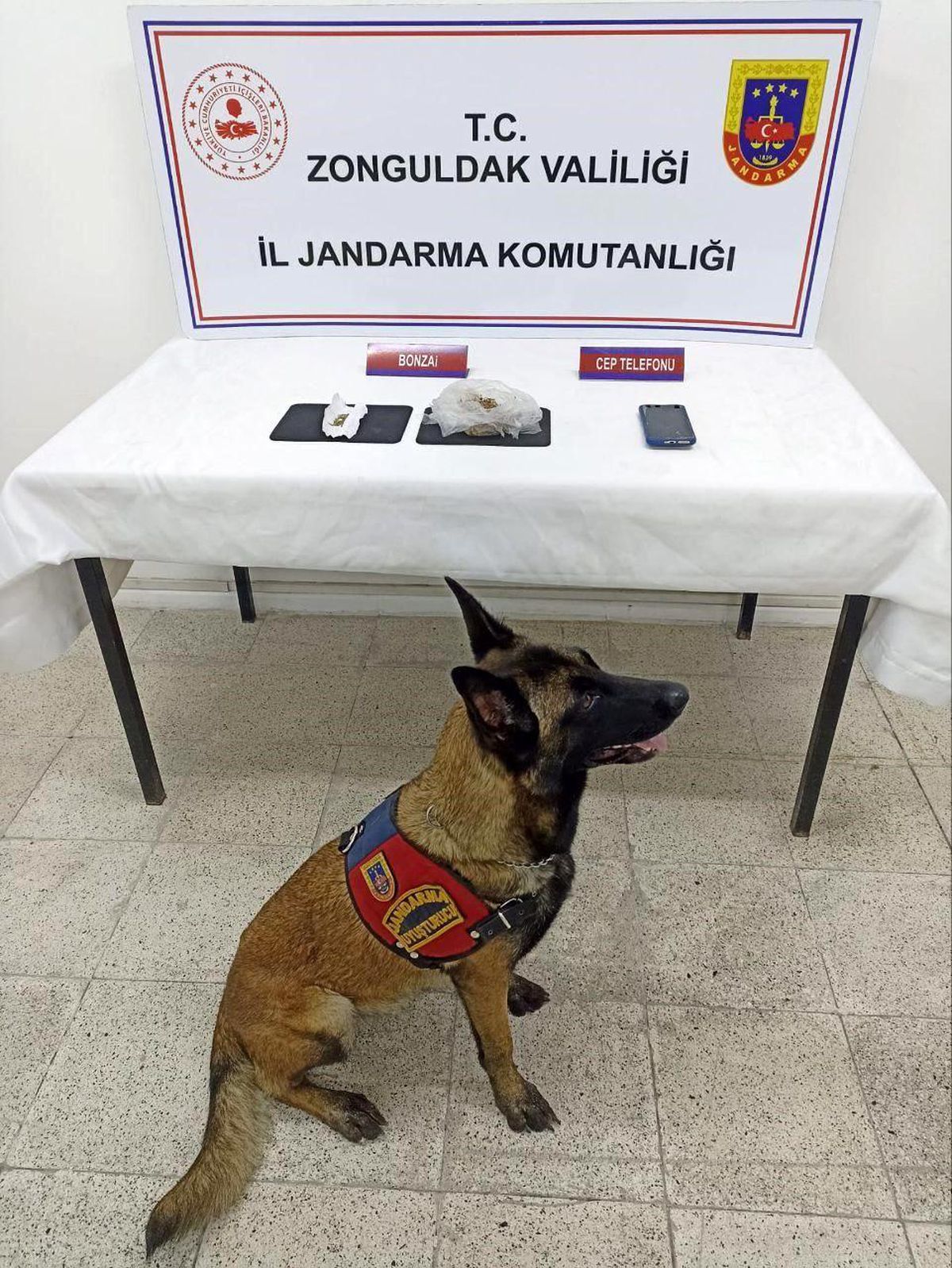 Zonguldak\'ın Alaplı ilçesinde bonzai operasyonu