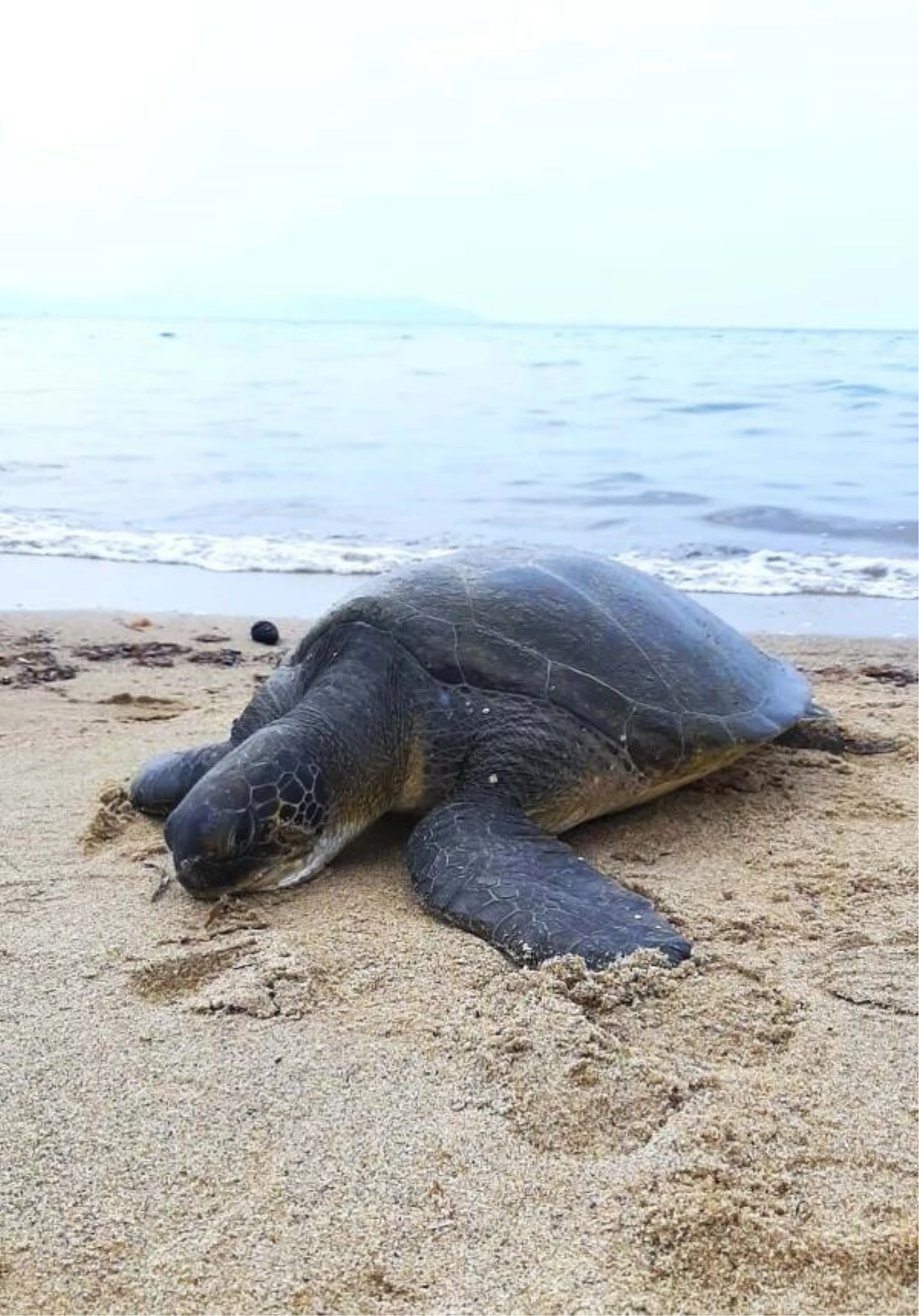 Kuşadası\'nda Ölü 3 Yeşil Deniz Kaplumbağası Bulundu