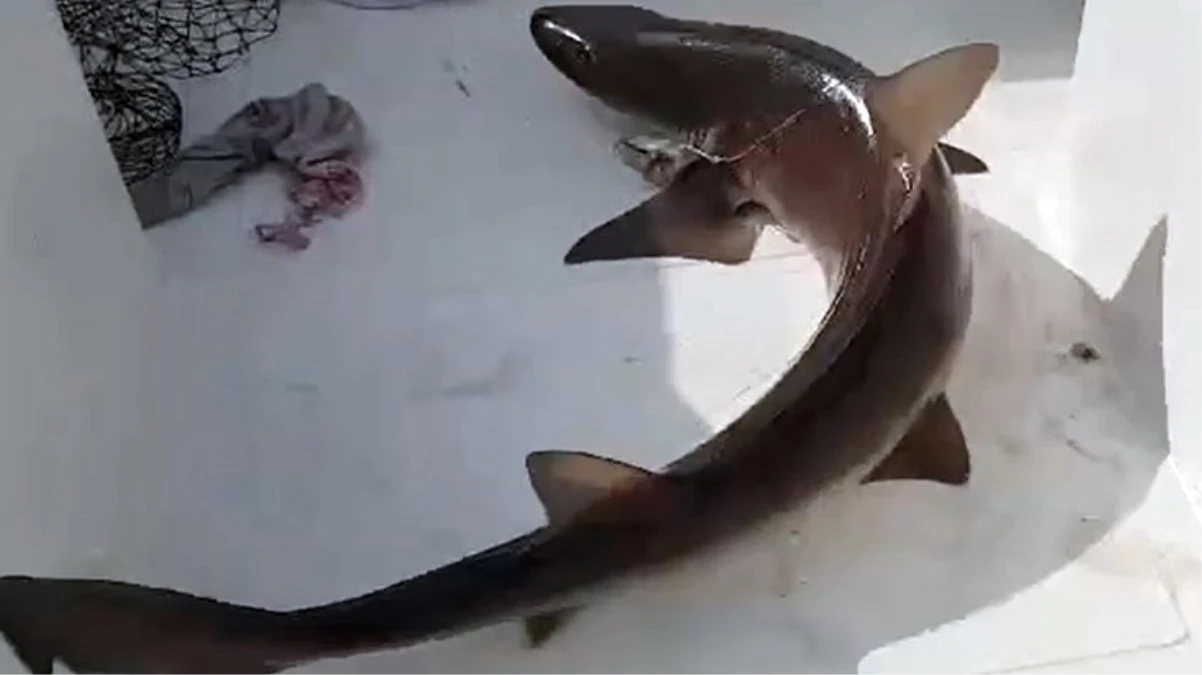 Muğla\'da balıkçıların ağına 25 kilogramlık köpekbalığı takıldı