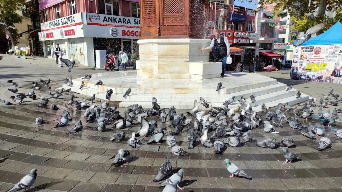 Bursa\'da Güvercinler Sıcaktan Bunalınca Vatandaş Müdahale Etti