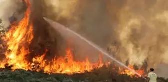 Manavgat'ta Orman Yangını Sonrası Yapılan Ağaçlandırmada Eksiklikler Var
