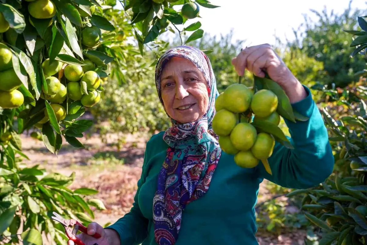 Seferihisar ve Gümüldür\'de Satsuma Mandalinası Hasat Sezonu Başladı