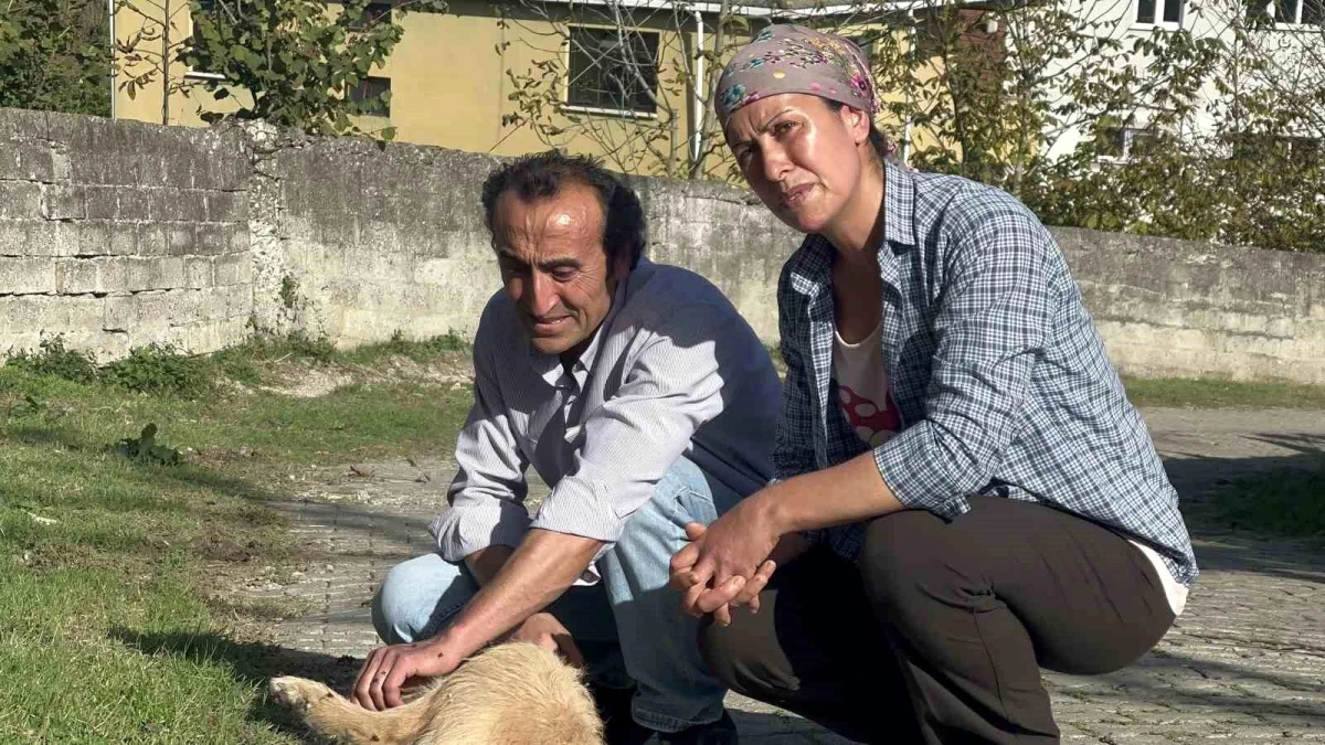 Zonguldak\'ta Köpekler Darp Edilerek Öldürülüyor