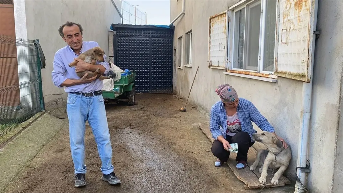 Zonguldak\'ta Darbedilerek Öldürülen Köpek Olayı