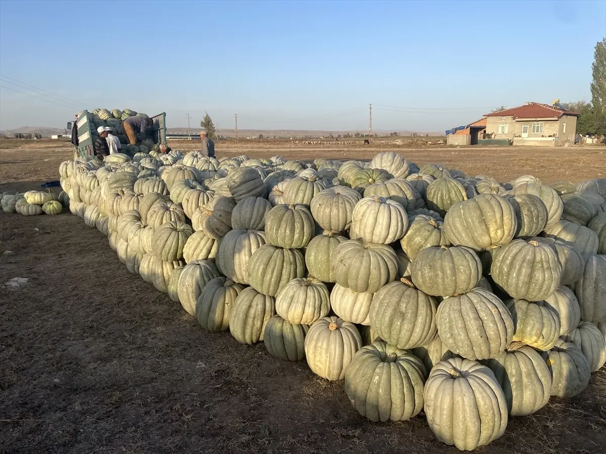 Afyonkarahisar\'da Bal Kabağı Hasadı Yapılıyor