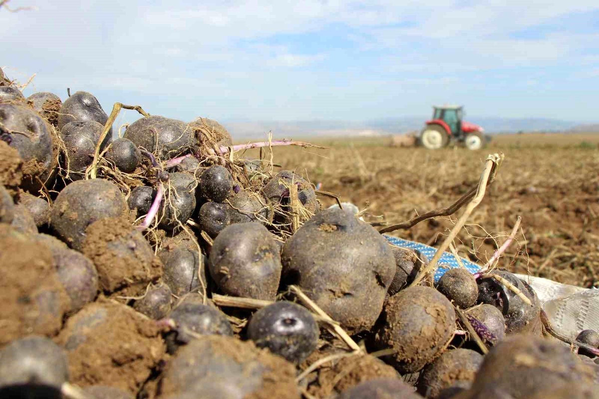 Mor Patates Üretimi Anadolu\'da Yaygınlaşıyor