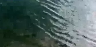 Murat Nehri Kıyısında 50'ye Yakın Keklik Ölüsü Bulundu