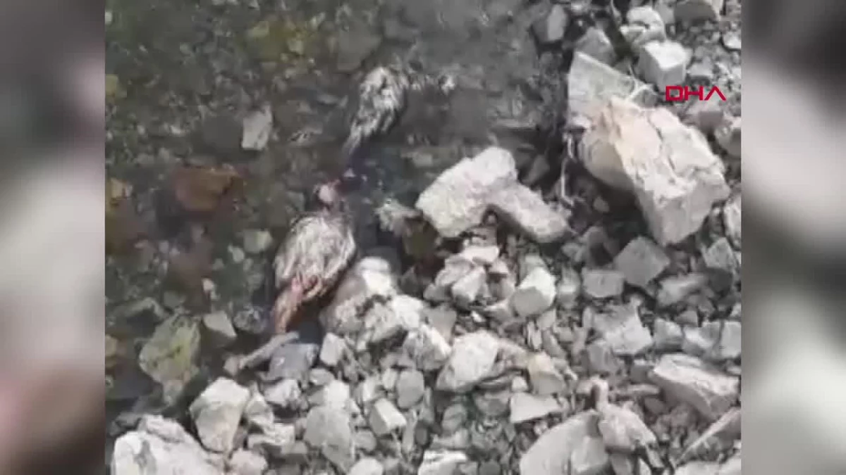 Elazığ\'da Murat Nehri kıyısında 50\'ye yakın keklik ölüsü bulundu
