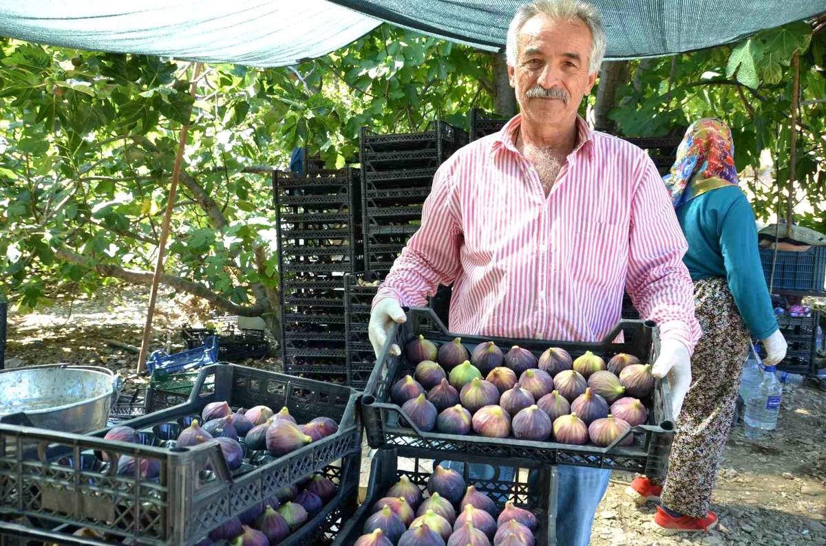 Antalya\'da İncir Hasadı Sonlandı, Rekolte Düşüşü Fiyatları Yükseltti