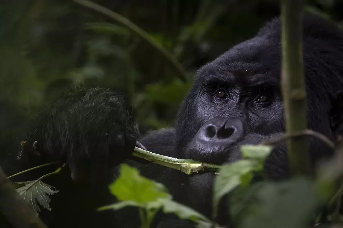 Uganda\'da Koruma Altındaki Dağ Gorilleri Takip Ediliyor