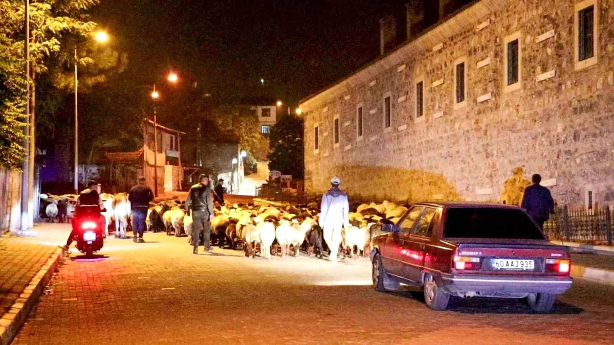 Tokat\'ta Yayladan İnen Koyun Sürüsü Şehir Merkezinden Geçti