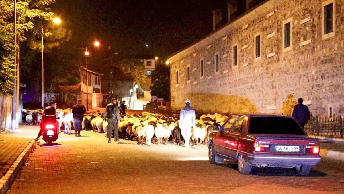 Tokat\'ta Yayladan İnen Koyun Sürüsü Şehir Merkezinden Geçti