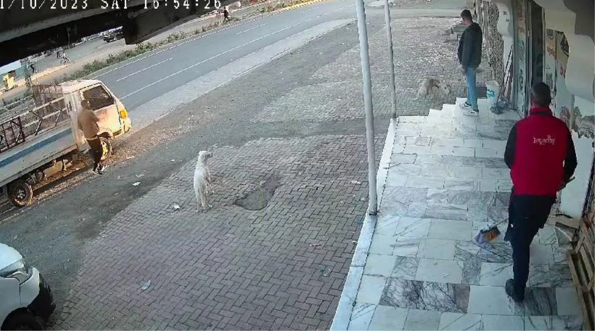 Elazığ\'da Kedinin İki Köpeğe Kafa Tuttuğu Anlar Güvenlik Kamerasına Yansıdı