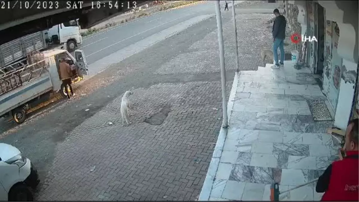 Yemeğini paylaşmak istemeyen kedi iki köpeğe kafa tuttu