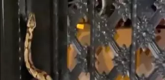 Antalya'da Sitede Sıkışan Yılan Kurtarıldı