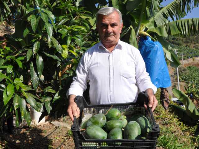 Bahçesine ektiği 12 ağaçtan 200 bin lira gelir elde etti Bahçesine ektiği 12 ağaçtan 200 bin lira gelir elde etti