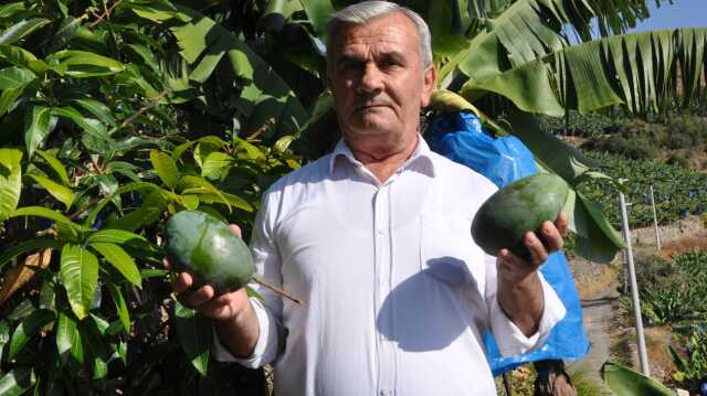 Bahçesine ektiği 12 ağaçtan 200 bin lira gelir elde etti Bahçesine ektiği 12 ağaçtan 200 bin lira gelir elde etti