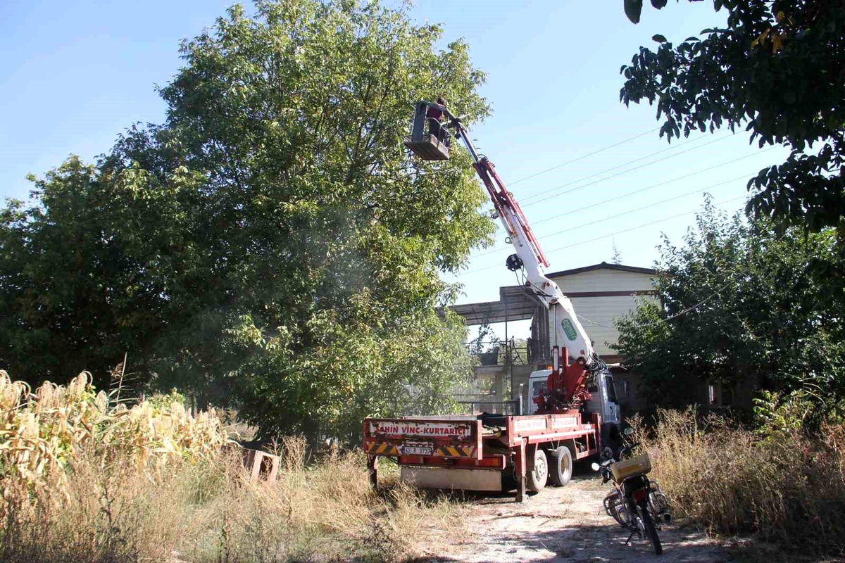 Beyşehir\'de Vinç Yardımıyla Ceviz Hasadı
