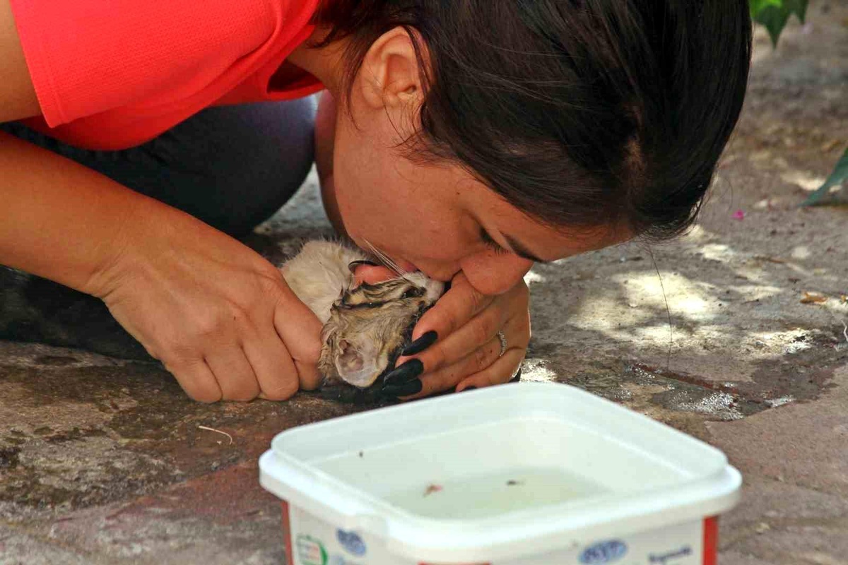 Antalya\'da Sıkışan Yavru Kedi Kurtarılamadı
