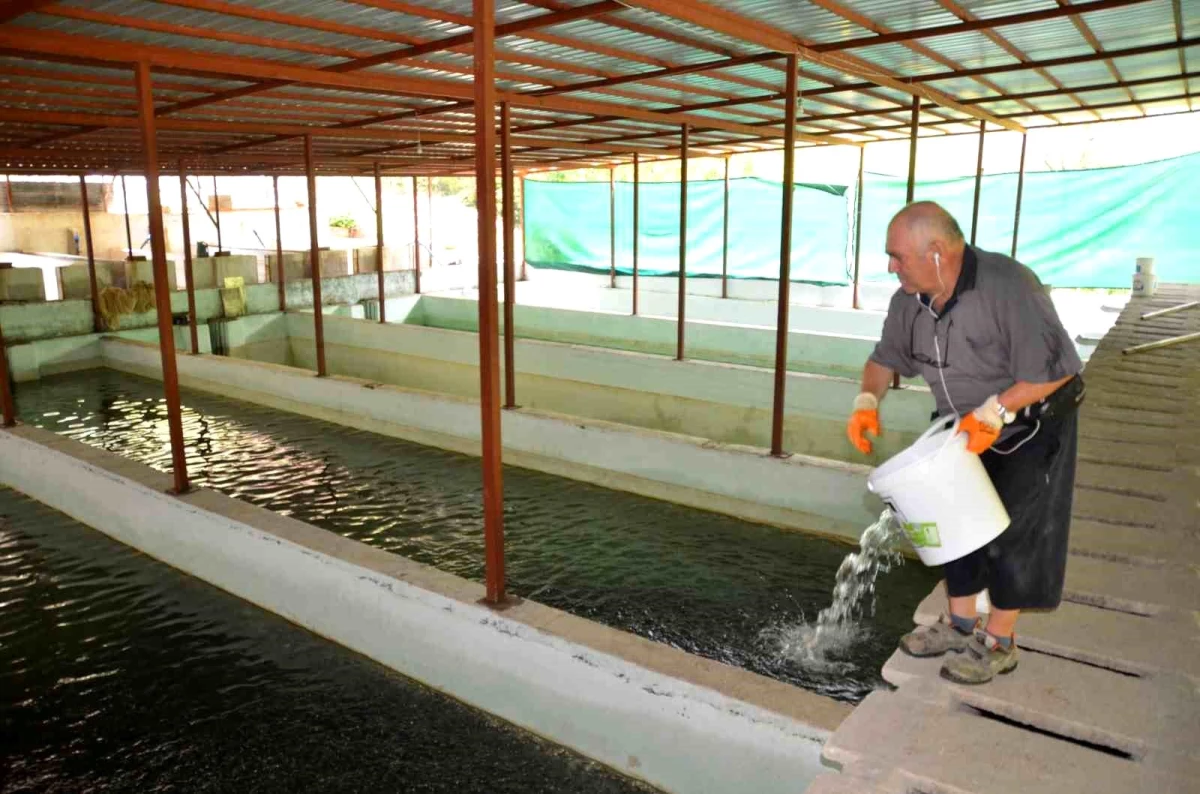 Antalya\'da Hobi Olarak Başladığı Balık Çiftliğinde Milyonlarca Yavru Alabalık ve Somon Yetiştiriyor