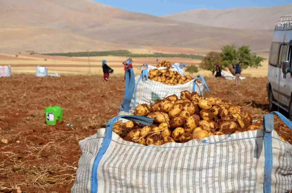 Darende\'de Patates Hasadı Başladı