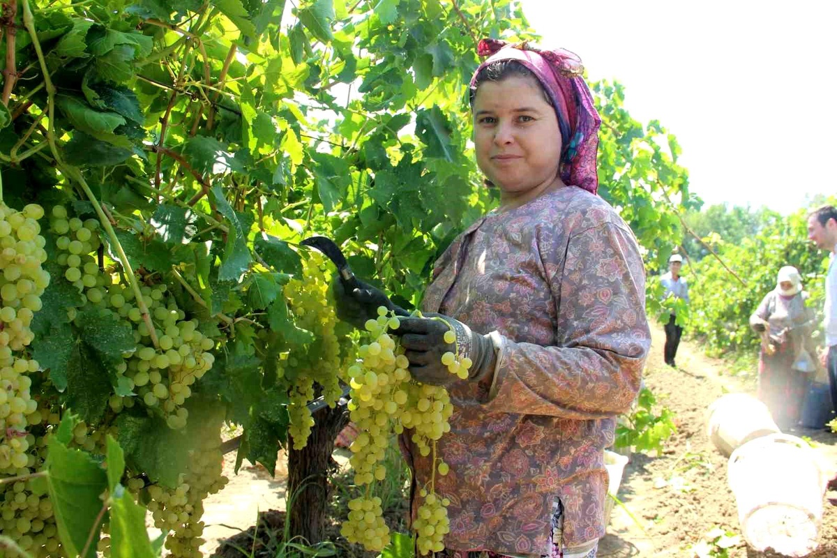 Sarıgöl\'den Her Gün 5 Tır Üzüm İhracatı Yapılıyor