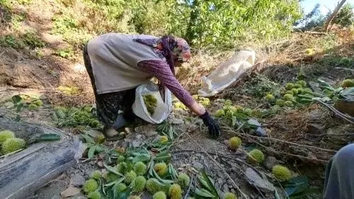 İzmir'de kestane hasadı başladı! Komando gibi ağaçlara tırmanıp günlük 2 bin TL kazanıyorlar