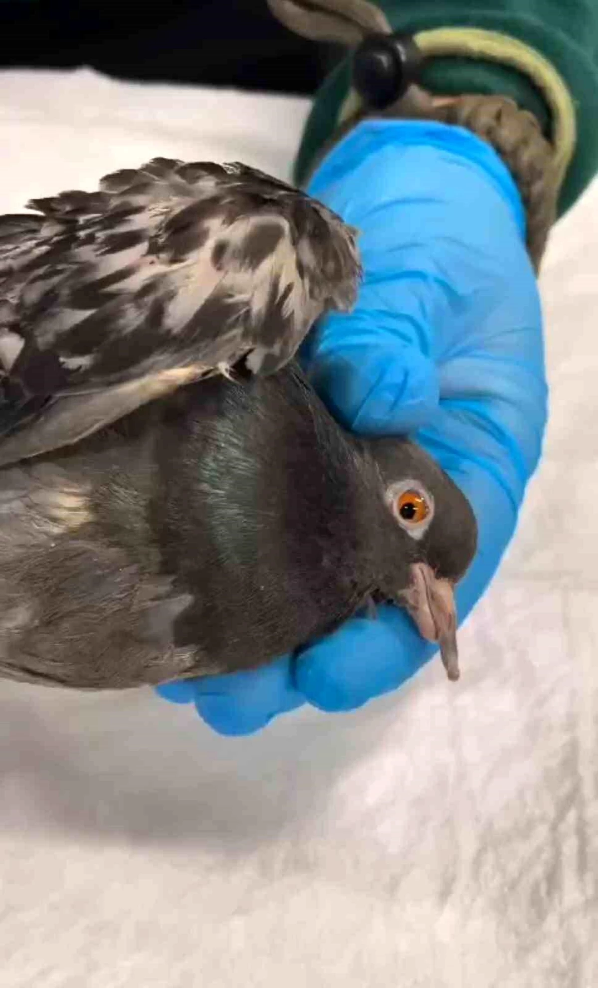 Kocaeli\'de TMO silolarındaki patlamada yaralanan güvercinler doğaya salındı