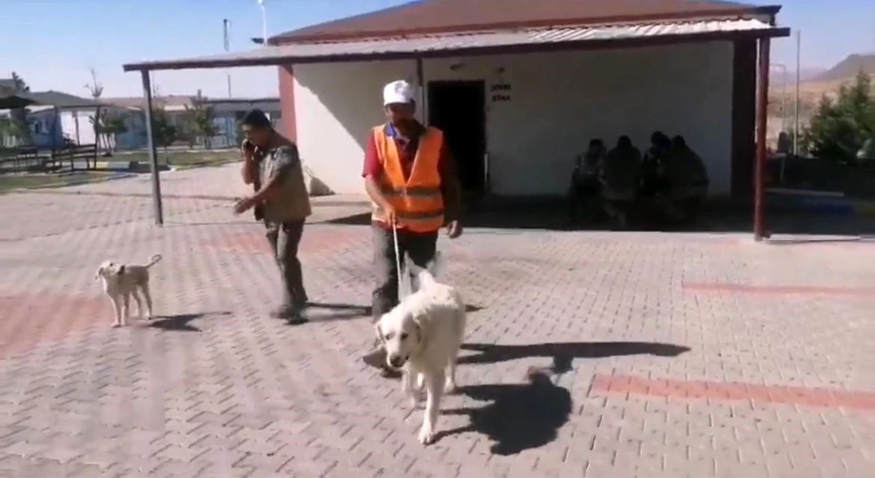Nevşehir\'de yaralanan köpek tedavi edilerek doğal yaşam alanına bırakıldı