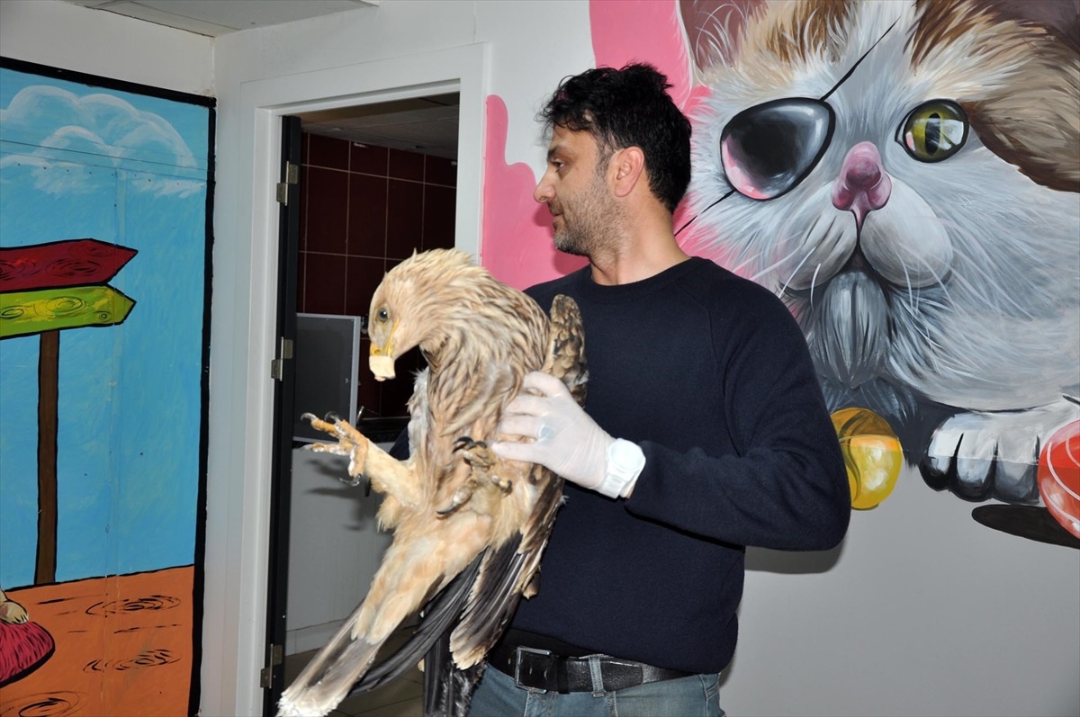 Yozgat\'ta Koruma Altındaki Şah Kartalı Bulundu