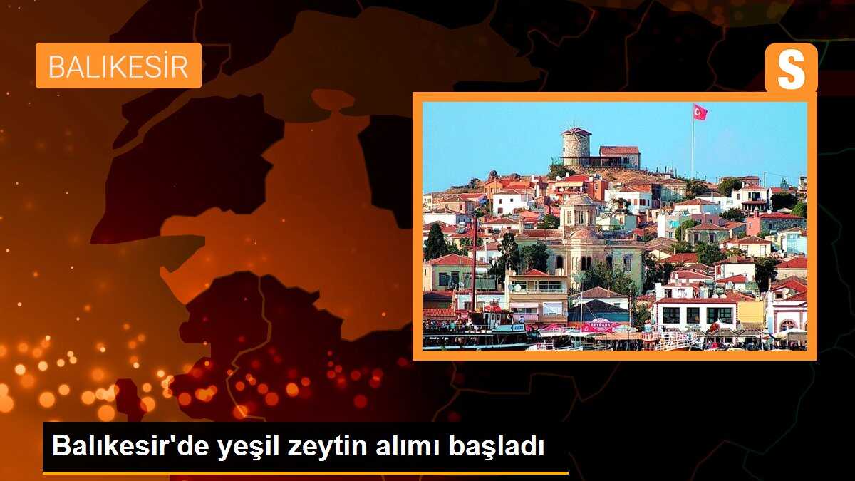 Balıkesir\'de yeşil zeytin hasadı başladı