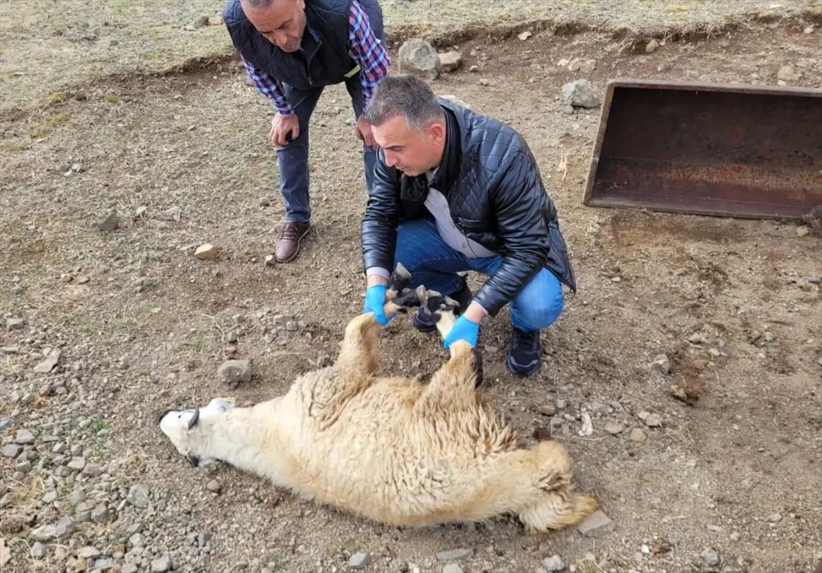Bayburt\'ta sürüye saldıran kurtlar 50 koyunu öldürdü