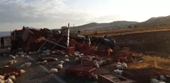 Adıyaman'da TIR Şarampole Devrildi: Şoför Yaralandı, Tavuklar Öldü