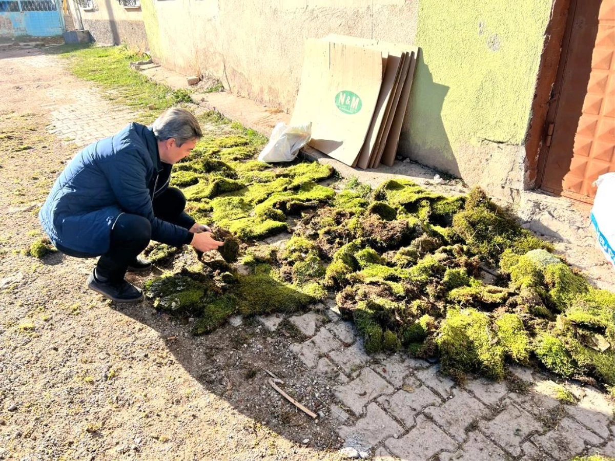 Hisarcık\'ta yosun ihracat sınır kontrolleri