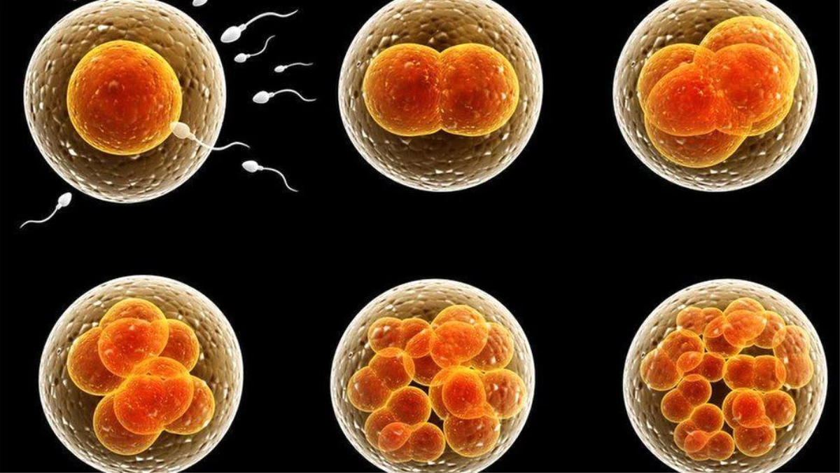 İngiliz uzmanlardan çağrı: İnsan gelişiminin sırlarını çözmek için, embriyo yetiştirme süresi 28 güne çıkarılmalı