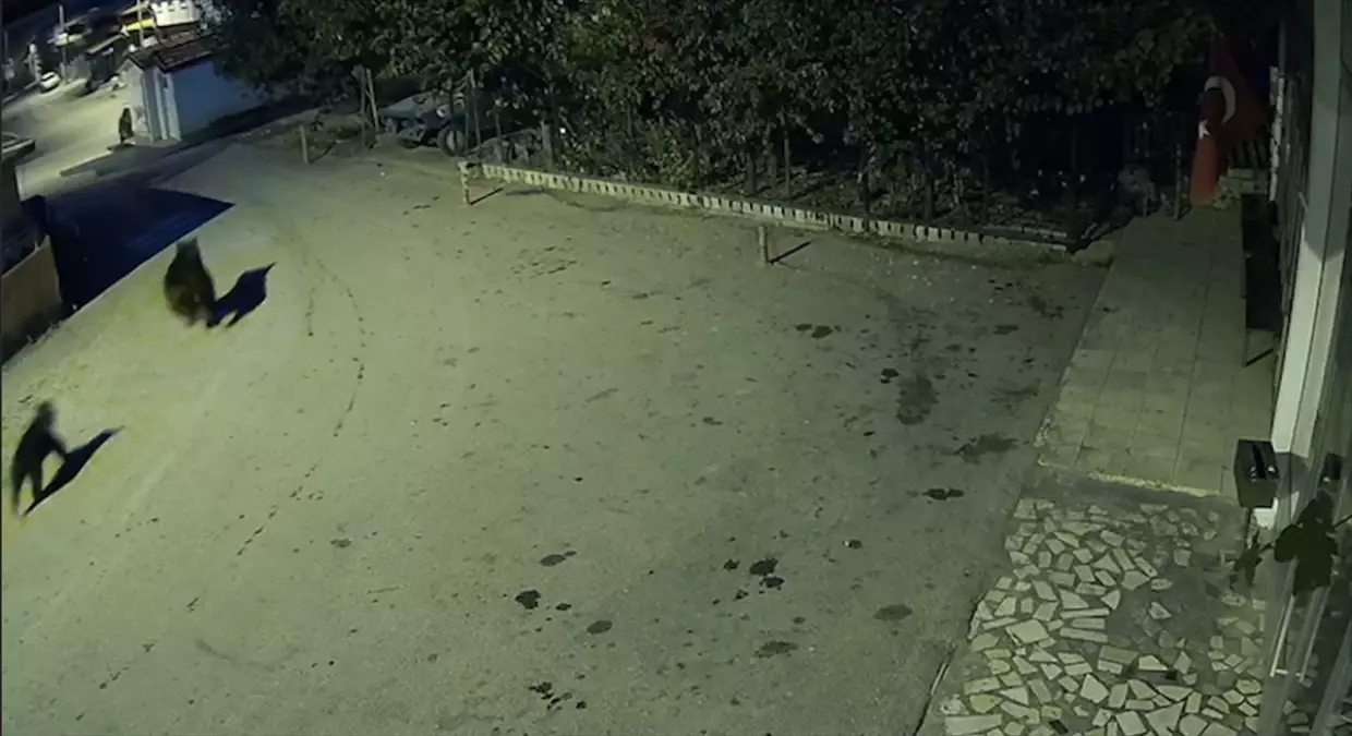 Karabük'te kent merkezine inen 2 ayı güvenlik kamerasıyla görüntülendi