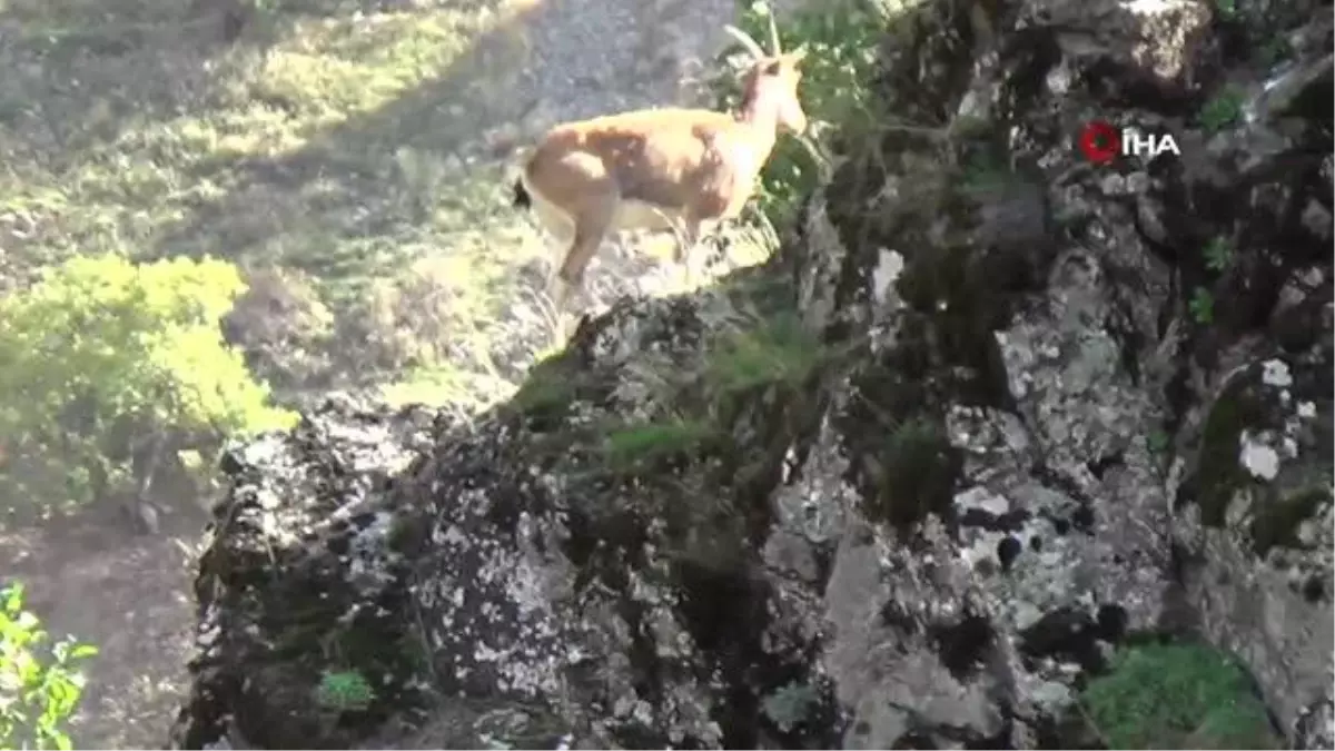 Tunceli\'de koruma altında bulunan yaban keçileri görüntülendi