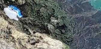 Aile Anlaşmazlığından Dolayı İntihara Kalkıştı