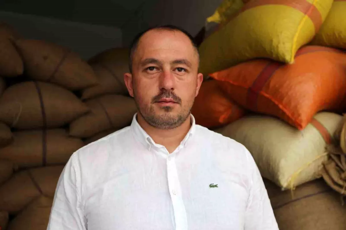 Giresun'da Fındık Fiyatları 100 Lira Seviyelerinde Seyrediyor