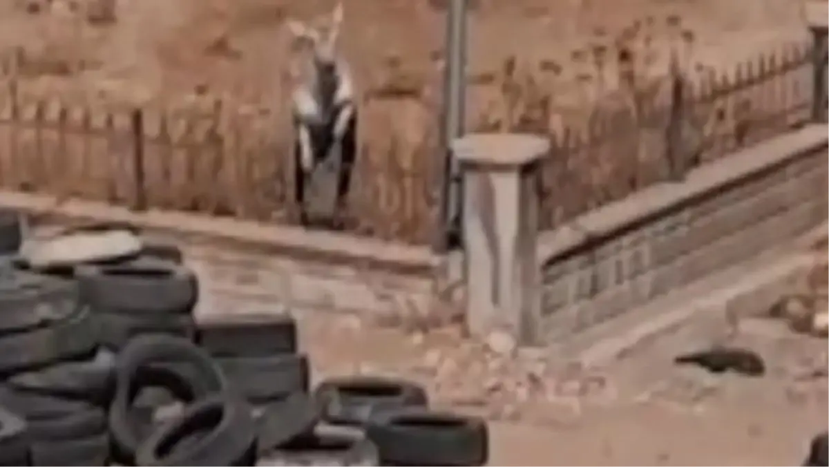 Şanlıurfa'da Devlet Hastanesi Bahçesine Ceylan Girdi